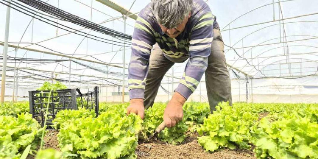 Marulda fiyat farkı açıldı: Tarlada 15 TL, tezgahta 100 TL 5